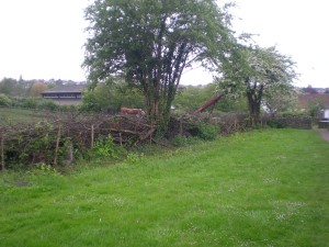 Traditional Hedge Laying, Tree Life Centre, Bristol