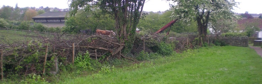 Traditional Hedge Laying, Tree Life Centre, Bristol