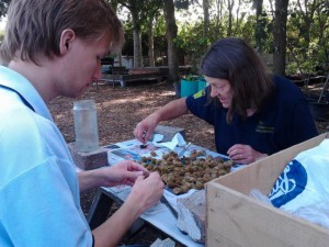 Sorting collected seeds.