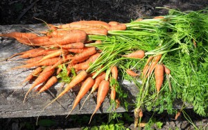 Just some of this years carrot crop!