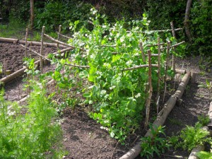 Broad beans and our custom made frames