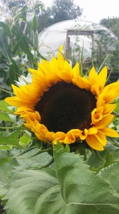 Just one of our sunflowers that flowered this month
