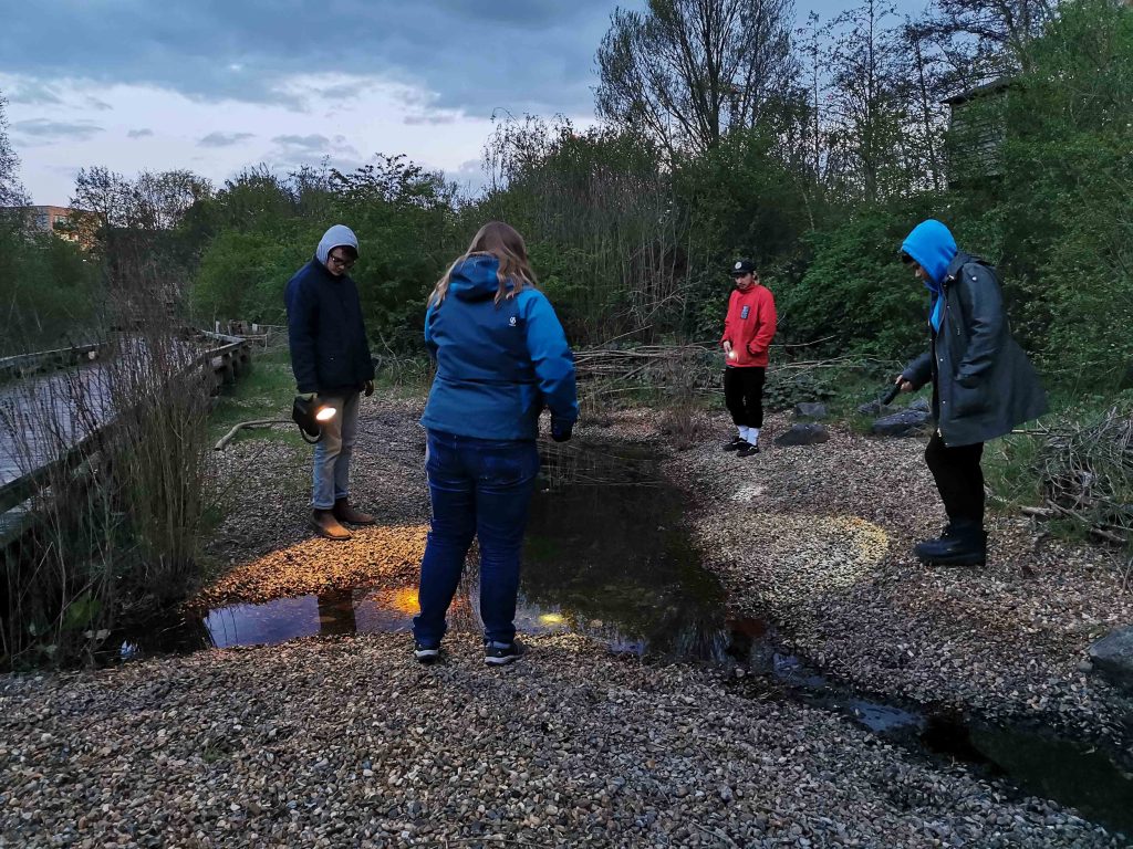 Conservation traineeship spotting amphibians with a torch 