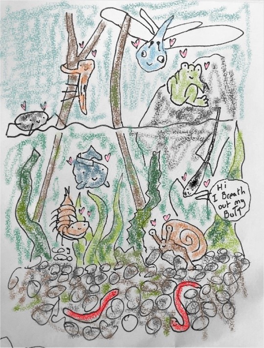Illustration of pond life